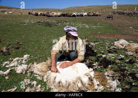 Le processus de tonte de moutons à l'été de vallées de Hopa dans l'Est de la région de la mer Noire. Banque D'Images