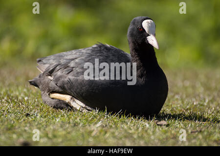 Une Foulque macroule (Fulica atra) assis sur l'herbe. Banque D'Images