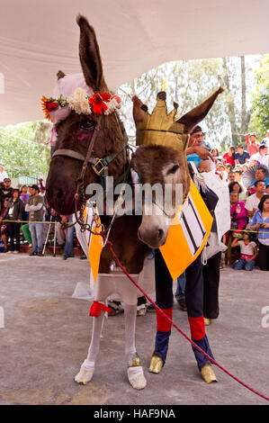 Les ânes déguisés en Prince William et Kate Middleton au cours de l'Âne Salon (Feria del burro) à Otumba, Mexique Banque D'Images