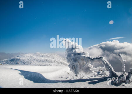 Paysage d'hiver mystérieux des montagnes majestueuses avec arbre couvert de neige. Banque D'Images