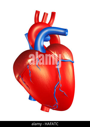 Coeur humain 3D Illustration isolé sur fond blanc Banque D'Images