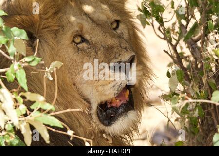 Vieux lion mâle Banque D'Images