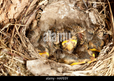 Les jeunes oisillons blackbird (Turdus merula) in nest Banque D'Images