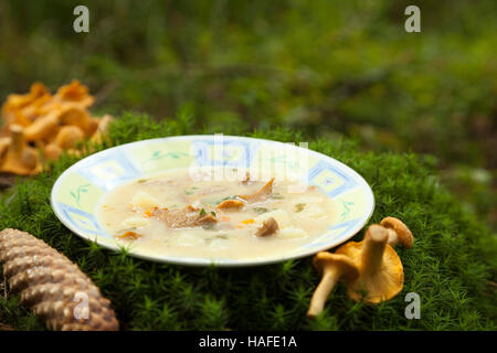 Soupe aux champignons en plaque blanche sur mousse Banque D'Images