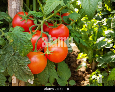 Grappe de tomates et les cultures avec jeu in vegetable garden Banque D'Images