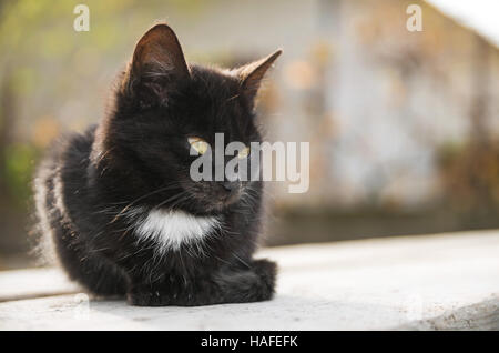 Triste petit chat noir se trouve sur la planche en bois à l'automne Banque D'Images