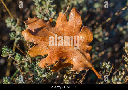 FORET DE STE BAUME, FEUILLE MORTE, VAR 83 FRANCE Banque D'Images