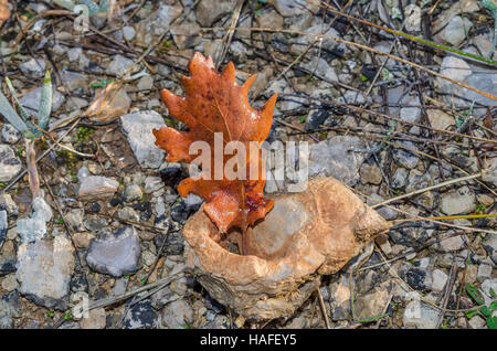 FORET DE STE BAUME, FEUILLE MORTE, VAR 83 FRANCE Banque D'Images