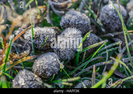 FORET DE STE BAUME, CHAMPIGNONS GIVRES, VAR 83 FRANCE Banque D'Images