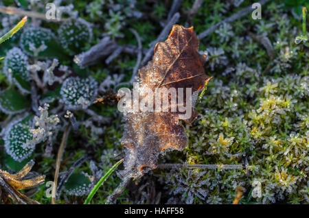 FORET DE STE BAUME, FEUILLE MORTE, VAR 83 FRANCE Banque D'Images