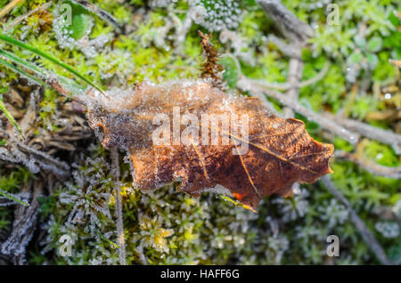 FORET DE STE BAUME, FEUILLE MORTE, VAR 83 FRANCE Banque D'Images