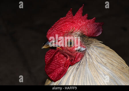 Profil/Portrait d'un jeune coq dans un centre de jardinage à Whisby, Thorpe-on-the-Hill, près de Lincoln, Lincolnshire, Royaume-Uni Banque D'Images