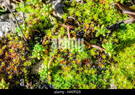 FORET DE STE BAUME, PLANTES GRAMINÉES, VAR 83 FRANCE Banque D'Images