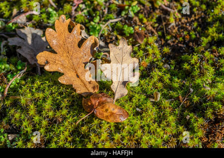 FORET DE STE BAUME, FEUILLES MORTES, VAR 83 FRANCE Banque D'Images