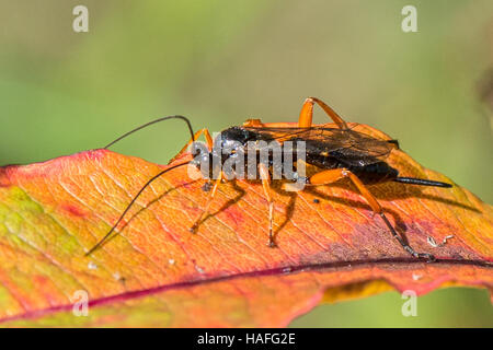 Femme guêpe parasite de l'espèce - Buathra laborator Ichneumons trouvés à Whisby Nature Park, Lincolnshire, Royaume-Uni Banque D'Images