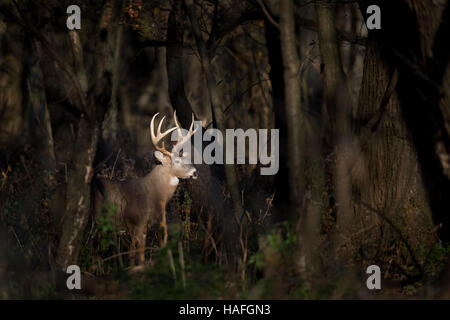 Un grand cerf Whitetail buck se trouve dans un projecteur de soleil dans les bois tôt un matin. Banque D'Images