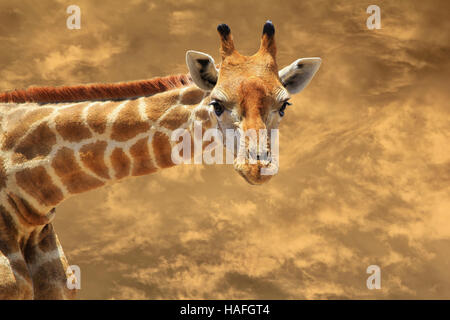 Girafe - faune africaine dans les wilds - Banque D'Images