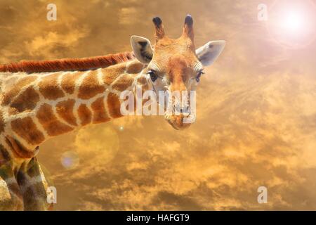 Girafe - faune africaine dans les wilds - Banque D'Images
