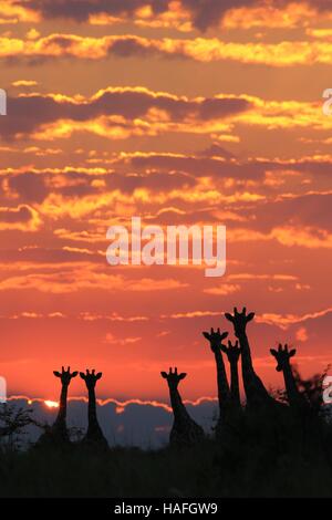 Girafe - L'arrière-plan de la faune africaine - coucher de la Félicité et de la beauté d'un troupeau Banque D'Images