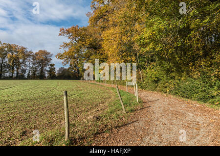 Chemin dans le bois Desnerie Banque D'Images