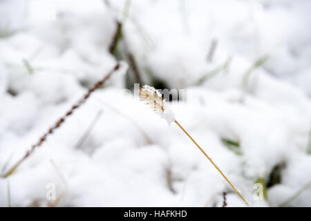 L'herbe fraîche sous la neige, l'herbe verte sous la première neige Banque D'Images