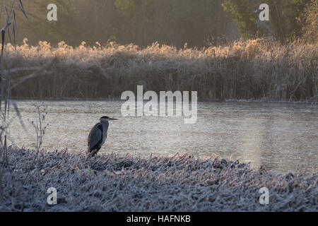 Héron cendré (Ardea cinerea) sur un matin d'hiver glacial à l'étang de la flotte dans le Hampshire, au Royaume-Uni Banque D'Images