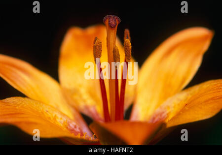 Tiger Lily (lilium bulbiferum) dans le Parc National de Kalkalpen, Autriche, Europe Banque D'Images