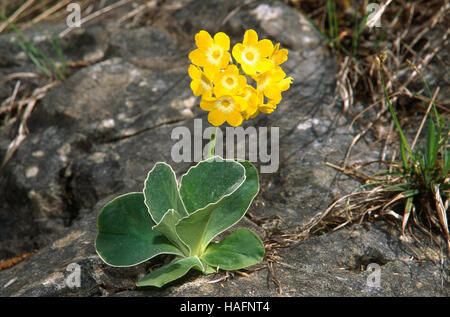 Auricula ou Bear's ear (Primula auricula L.) primrose fleur, dans le Parc National de Kalkalpen, Autriche, Europe Banque D'Images