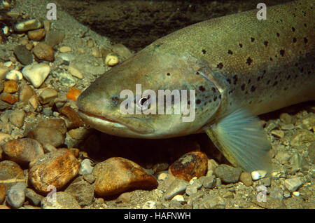 La truite de mer (Salmo trutta lacustris), Kalkalpen, Parc National des Alpes calcaires, Haute Autriche, Europe Banque D'Images