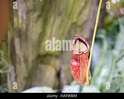 Close up of Tropical sarracénie ou monkey cup Banque D'Images