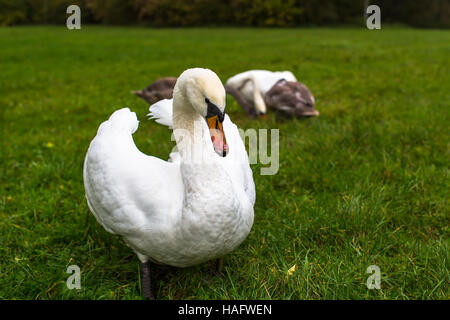 Famille de cygnes sur un pré vert. Banque D'Images