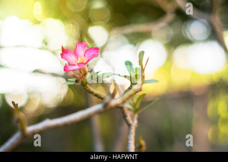 Desert rose fleur tropicale dans un arbre ou du Toitskloof belle adenium rose dans le jardin Banque D'Images