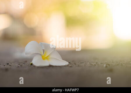 Plumeria sur le sol avec la lumière du soleil Banque D'Images