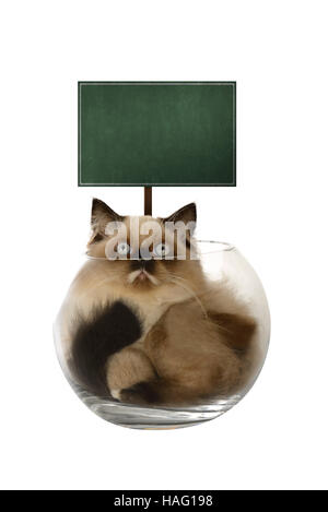 Chat persan mignon à l'intérieur de la cuvette en verre isolé sur fond blanc. Vous pouvez mettre votre dessin sur la carte Banque D'Images