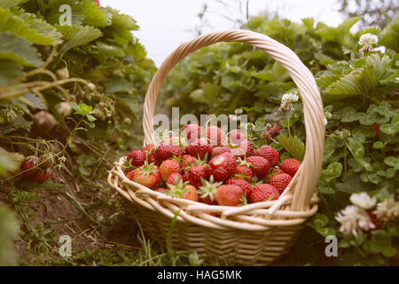 Fraises fraîches cueillies dans un panier sur la plantation de fraises Banque D'Images