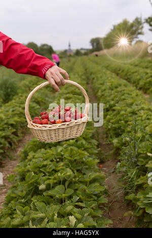 Photo de man's hands holding un grand panier plein de fraises mûres, fraises fraîches cueillies dans un panier sur la plantation de fraises Banque D'Images