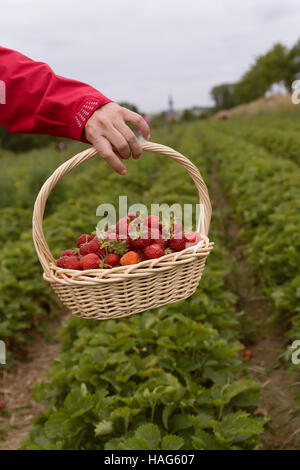 Photo de man's hands holding un grand panier plein de fraises mûres, fraises fraîches cueillies dans un panier sur la plantation de fraises Banque D'Images