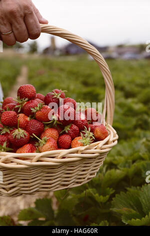 Photo de man's hands holding un grand panier plein de fraises mûres, fraises fraîches cueillies dans un panier sur la plantation de fraises Banque D'Images