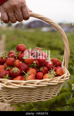 Photo de man's hands holding un grand panier plein de fraises mûres, fraises fraîches cueillies dans un panier sur la plantation de fraises Banque D'Images