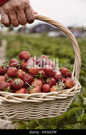 Photo de man's hands holding un grand panier plein de fraises mûres, fraises fraîches cueillies dans un panier sur la plantation de fraises Banque D'Images