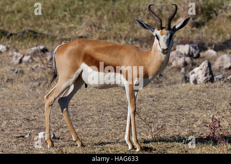 Un homme- Antidorcas marsupialis Springbok - dans le parc national d'Etosha en Namibie Banque D'Images