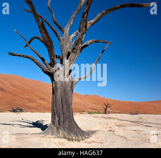 Arbre pétrifié à Dead Vlei salt pan près de Sossusvlei dans le désert du Namib en Namibie Banque D'Images