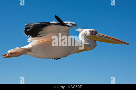 Un grand Pélican blanc - Pelecanus onocrotalus - en vol au dessus de la mer près de la côte de la Namibie Banque D'Images