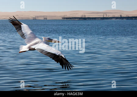 Un grand Pélican blanc - Pelecanus onocrotalus - en vol dans Welvis Bay sur la côte de la Namibie Banque D'Images