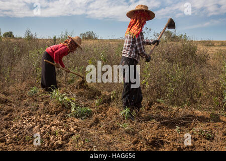 Agriculture - Les birmanes qui travaillent dans les champs sur les terres agricoles près de Kalaw au Myanmar (Birmanie). Banque D'Images