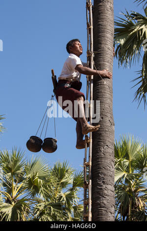 Farmer harvesting birman qui est le fruit du palmier à huile de palme en pâte. Près de Bagan au Myanmar (Birmanie). Banque D'Images