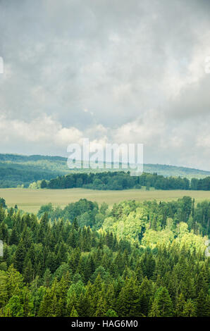Couvert d'un épais brouillard épais de conifères. forêt avec une vue d'. les conifères, les bosquets de forêt vert couvert d'un épais brouillard. con Banque D'Images
