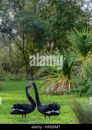 Les Cygnes noirs à Slimbridge Banque D'Images