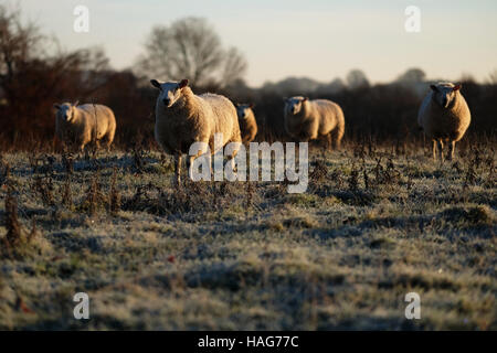 Titley, Herefordshire, UK - Mercredi 30 novembre 2016 - Moutons bienvenue le soleil tôt le matin après une nuit glaciale claire très froid avec les températures locales dans les régions rurales de Herefordshire jusqu'à moins 7C -7C ( ). Banque D'Images