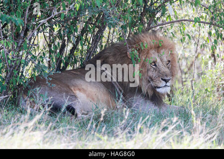 Nairobi, Kenya. 29 Nov, 2016. Un lion est vu à la célèbre Masai Mara National Reserve, Kenya, le 29 novembre 2016. Plus de 600 espèces d'oiseaux et de la faune sont trouvés ici y compris les éléphants, lions, guépards, girafes, hyène et le vautour. © Pan Siwei/Xinhua/Alamy Live News Banque D'Images